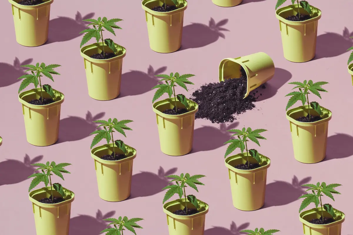 How Many Weed Seeds Per Pot