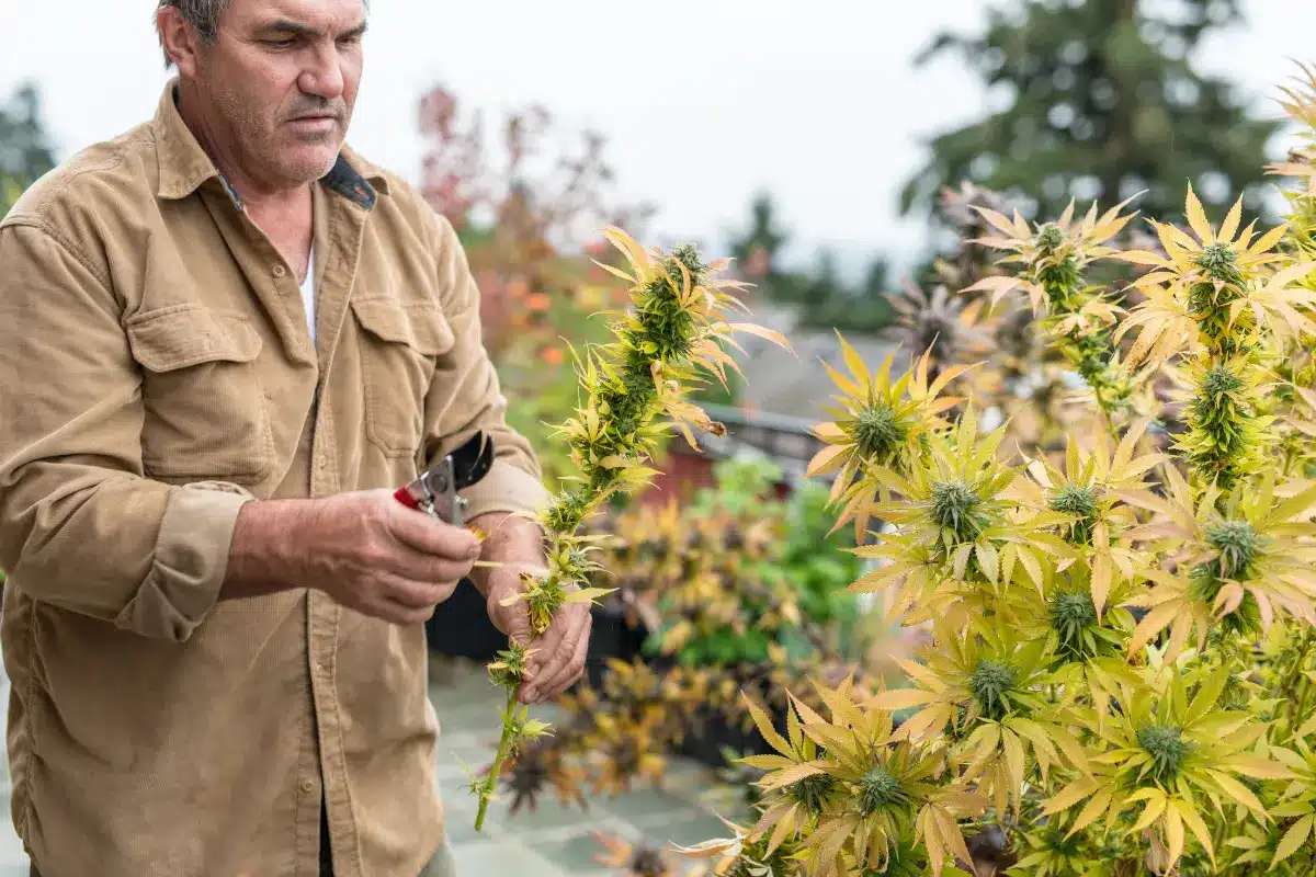 Can I Harvest The Top Half Of My Marijuana Plant