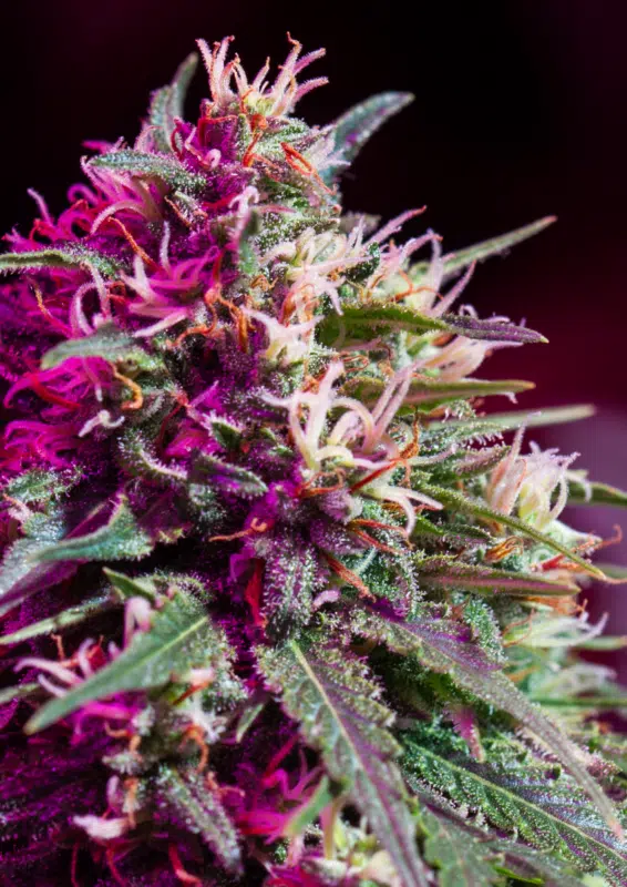 7 Hacks To Growing Purple Haze Weed Seed Purple Haze