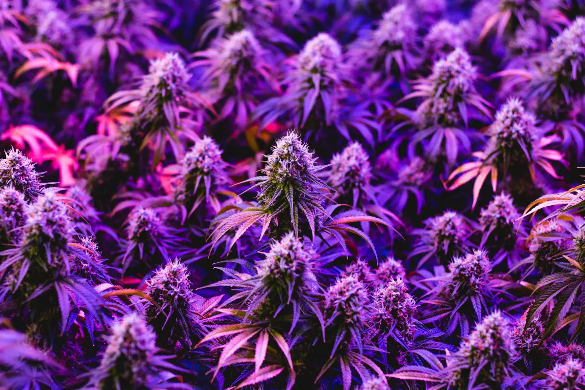 Growing Granddaddy Purple Weed Seed - 6 Master Tips