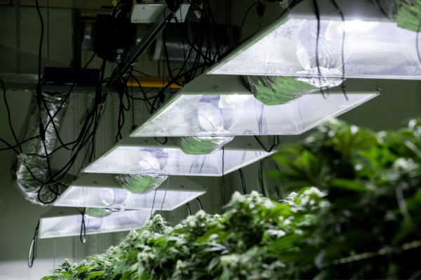 Lighting in an indoor marijuana grow room