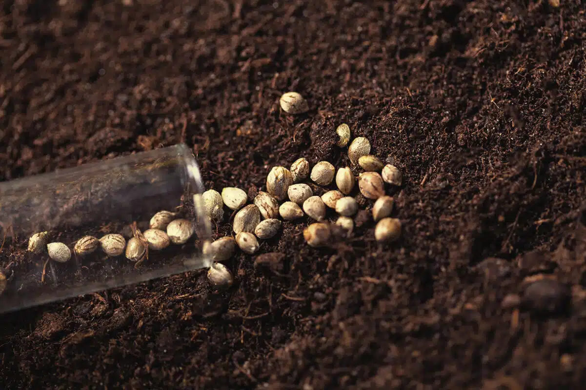 Free Marijuana Seeds: Get 5, 10 Or 20 Free Seeds With Every Order How To Get Free Marijuana Seeds From Legit Sources