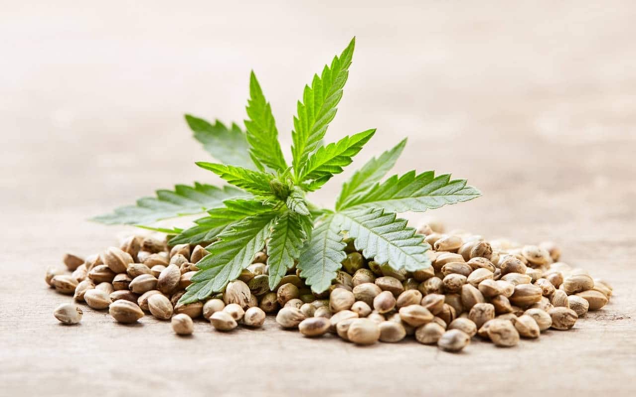 20 Cheap Marijuana Seeds For Less Than $30