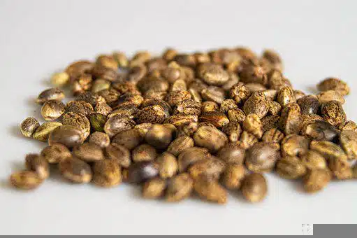 How Long Do Marijuana Seeds Last? Ways To Store Them