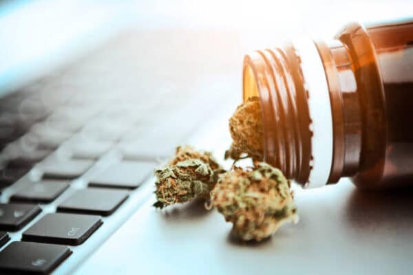 10 Best Places To Buy Marijuana Seeds In Bulk Online 10 Best Places To Buy Marijuana Seeds In Bulk Online