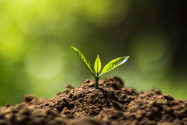 Why You Should Not Plant Marijuana Seeds Directly In Soil