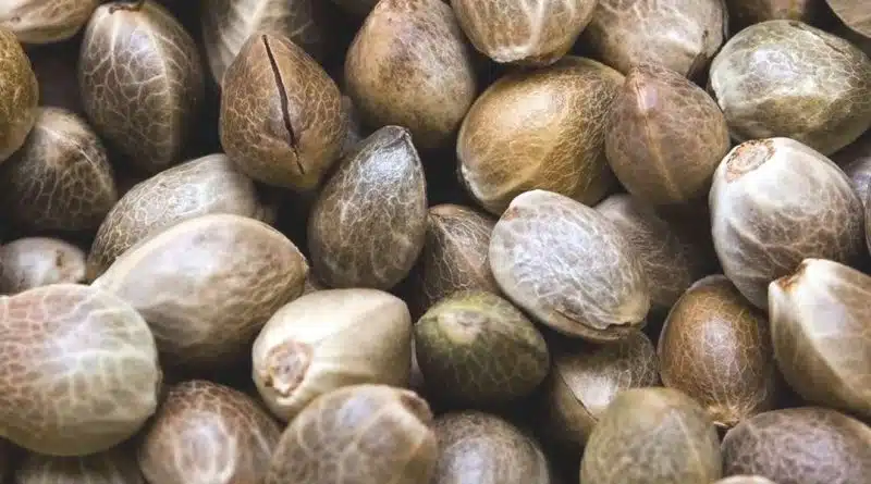 Marijuana Seeds: Legal In Us &Amp; Canada? Is It Legal To Buy Marijuana Seeds In The Us And Canada?