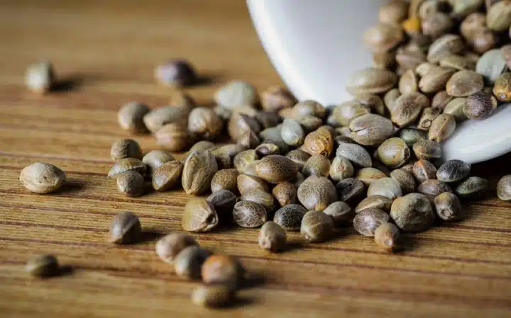 How To Dormant Marijuana Seeds To Prevent Germination