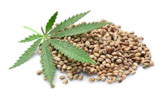 Do Marijuana Seeds Go Bad? How Long Is Their Shelf Life?
