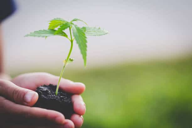 How Deep To Plant Marijuana Seeds For Healthy Seedlings