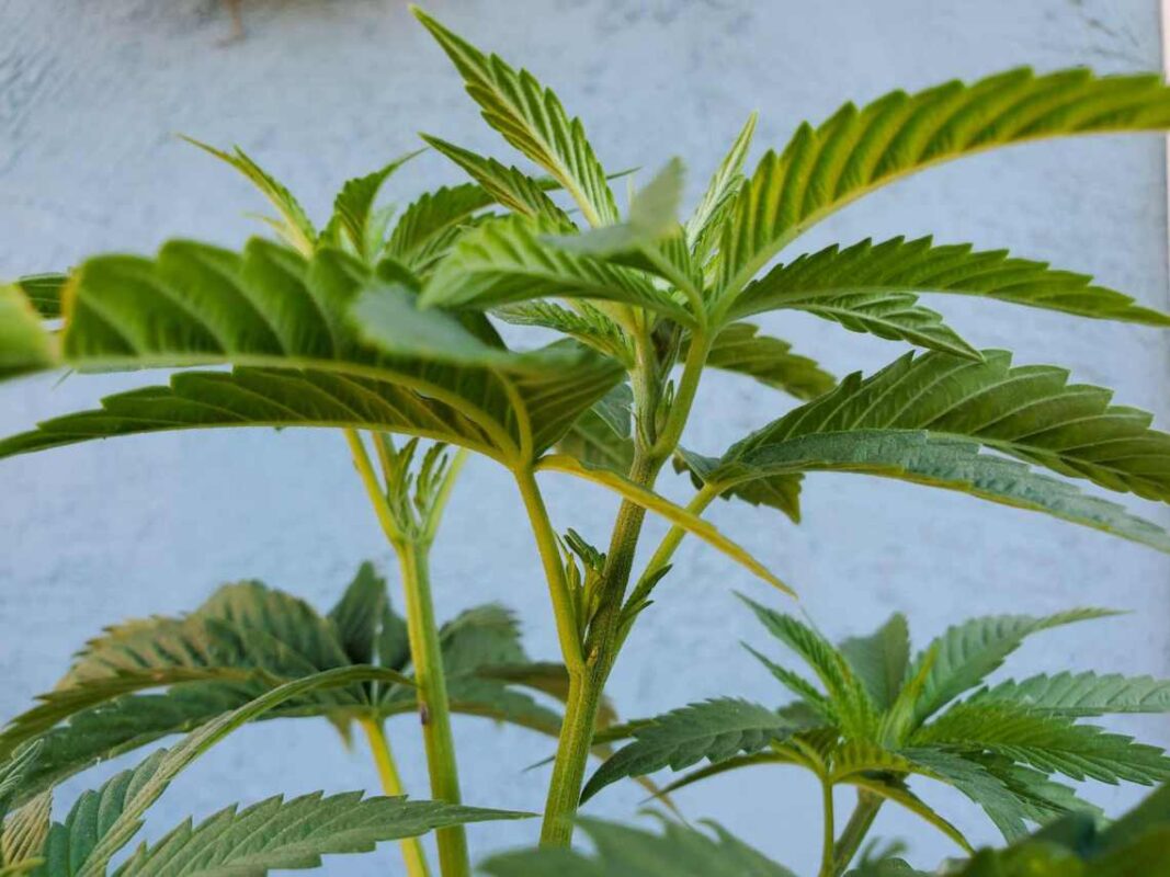 Sexing Cannabis Plants Preflower Feature