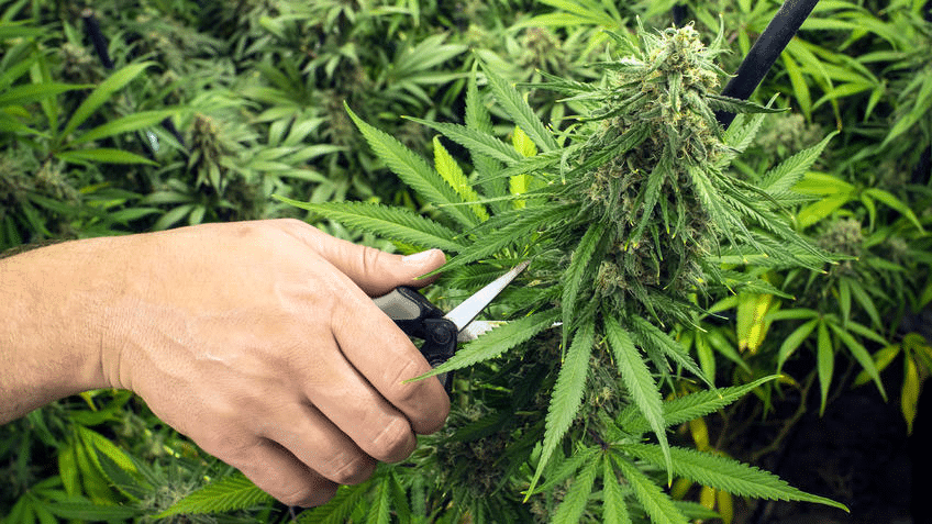 How To Harvest Marijuana Plant For Maximum Yield