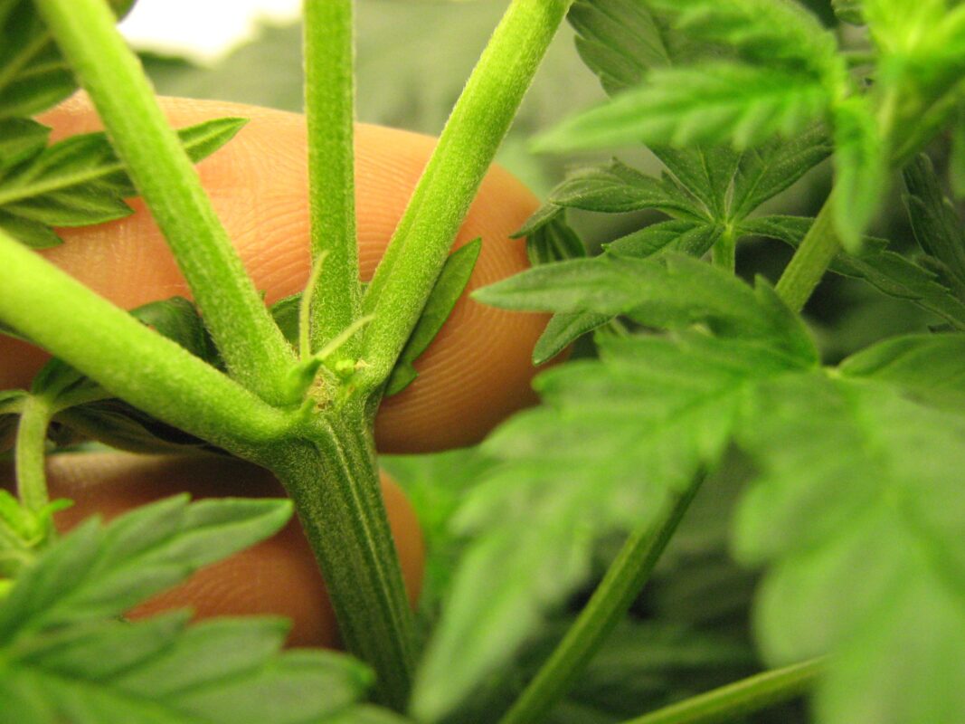 Marijuana Plant - Seedpharm