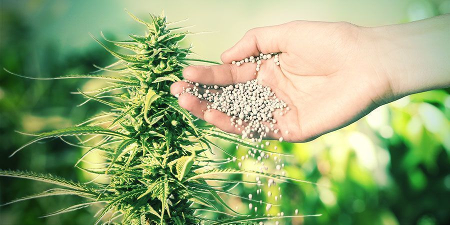 What Are Fertilisers And Why Are They Important For Cannabis