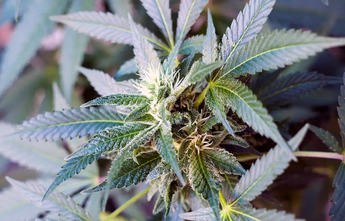 Growers Choice Seeds Review: All You Need To Know Autoflowering Cannabis Seeds Reviews