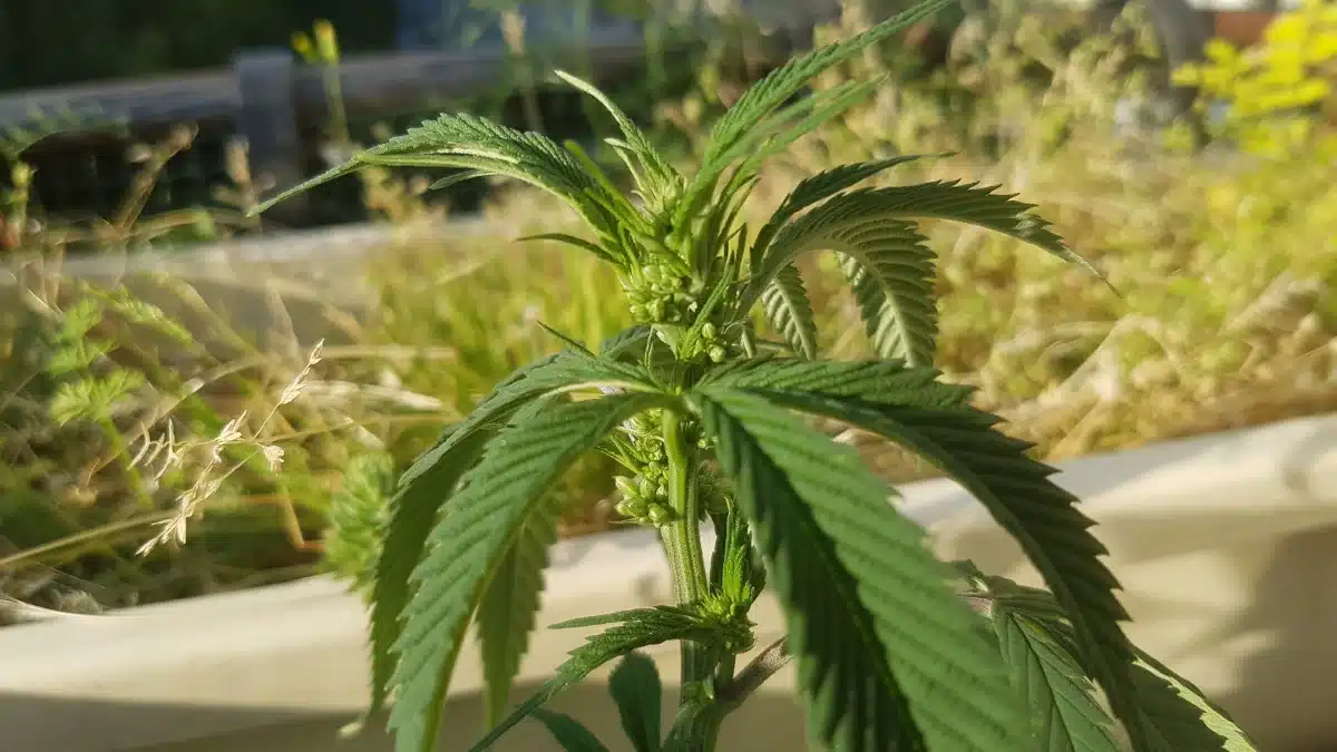 Cannabis Male Plants.jpeg