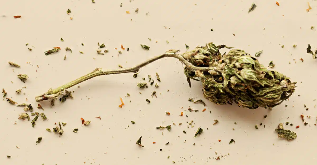 Marijuana Stem 1200X628 Facebook 1200X628 1