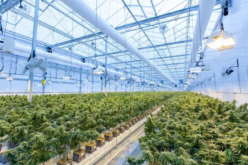 Marijuana Plant Stages For A Healthy &Amp; Potent Yield