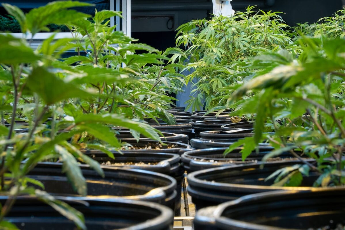 Young Cannabis Marijuana Plants