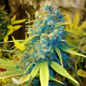 Close-Up Of A Frosty Cannabis Bud From The 13 Dawgs Strain Autoflower Seeds. High-Quality Genetics For Robust And Potent Yields.