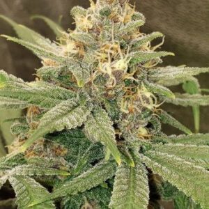 Close-up of a mature cannabis bud from the 3 Kings Strain Autoflower Seeds. Highly resinous, showcasing its potential for high yields and potent effects.