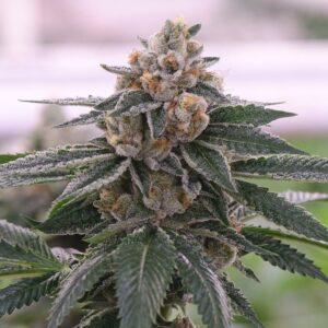 Close-up view of a mature cannabis plant showcasing the dense buds and frosty trichomes of the 303 OG Strain Autoflower Seeds, ready for harvest and extraction.
