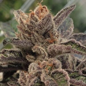Close-up of a frosty cannabis bud from 501st OG Strain Autoflower Seeds. This quality strain is known for its potent effects and robust growth.