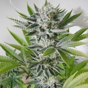 Close-up of a mature cannabis plant showcasing the dense buds and trichomes from 98 Aloha White Widow Strain Autoflower Seeds. High-quality genetics for potent results.