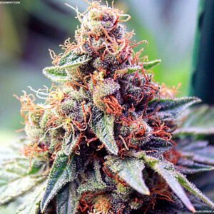 Close-Up Of A Mature Cannabis Bud Showcasing The Dense Trichome Coverage Of Ace Of Spades Strain Autoflower Seeds. Order Your Seeds Today!