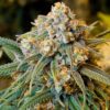 Close-up of a frosty, mature Big Cheese Strain Feminized Seeds cannabis bud, showcasing dense trichome coverage and vibrant green foliage.