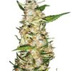 Close-up of a budding Critical Mango Medical Strain CBD plant. Ideal for cultivators looking for Critical Mango Medical Strain CBD Seeds.