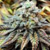 Close-up of a mature Harlequin 1:18 Strain CBD Seeds plant, highlighting its trichome-covered buds and vibrant leaves. Superior genetics for CBD cultivation.