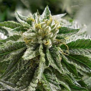 Close-up of a trichome-covered cannabis bud. This is a top-quality Abusive OG Strain Autoflower Seeds, showcasing its resinous and potent characteristics.