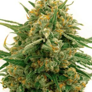 Close-up of a lush Alpine Star Feminized Marijuana bud. This Alpine Star Strain is vibrant, showcasing its premium quality and dense trichome coverage.