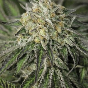 Close-up of a potent and resinous bud, showcasing the Amherst Diesel Strain Autoflower Seeds. Ideal for enthusiasts seeking premium genetics for cultivation.