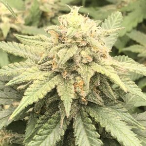 Close-up of a mature, resin-covered bud from the Chronic Widow Strain Autoflower Seeds, showcasing its trichomes and robust leaf structure. High quality cannabis.