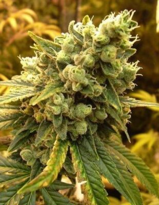 Cbd Seeds