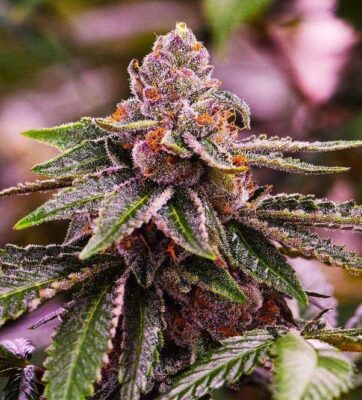 Close-Up Of A Vibrant Girl Scout Cookies 1:1 Strain Cbd Bud Showcasing Its Unique Coloration And Trichome Coverage, Perfect For Cultivators Seeking Quality Cbd Seeds.