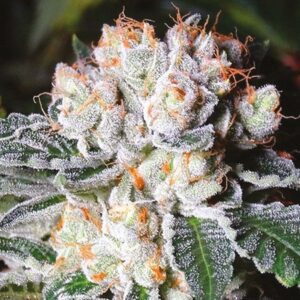 Close-Up Of A Frosty Gorilla Glue Lemon Strain Autoflower Bud. Buy Gorilla Glue Lemon Strain Autoflower Seeds And Grow Premium Cannabis.
