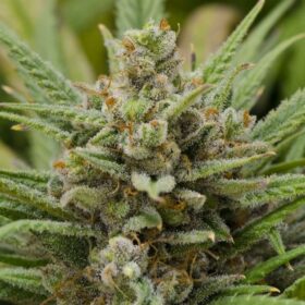 Feminized Seeds