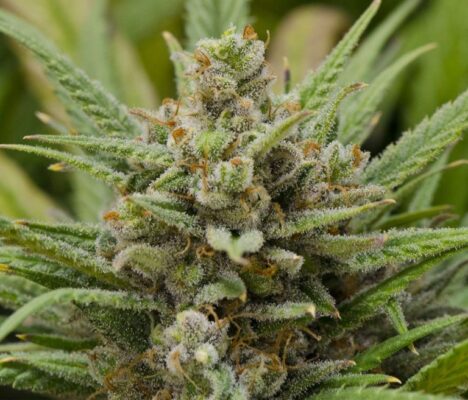 Feminized Seeds
