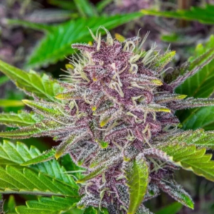 Close-up of a vibrant Purple Punch Strain Autoflower Seeds plant, showcasing its unique purple buds and trichome-covered leaves. View our premium autoflower seeds.