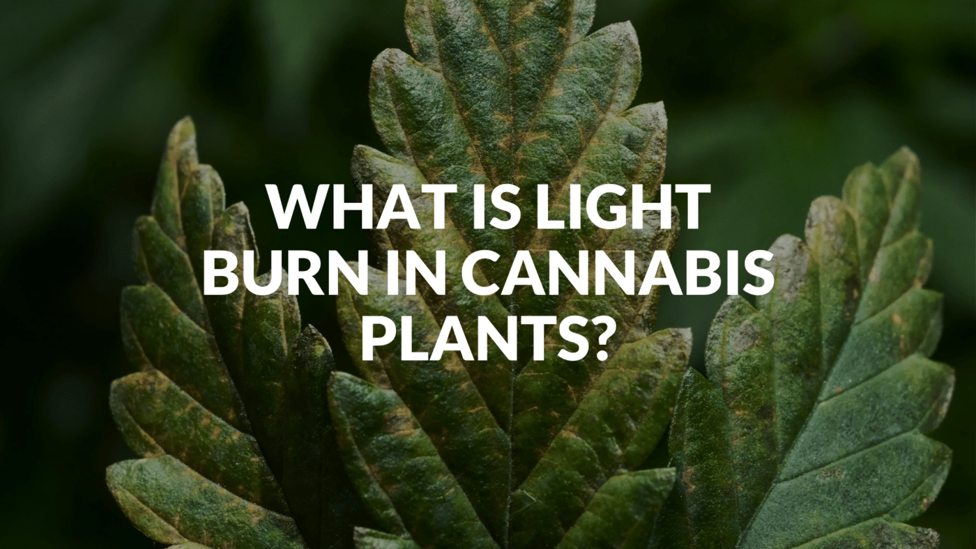 What Is Light Burn In Cannabis Plants?