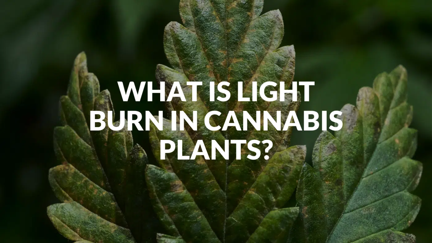 What Is Light Burn In Cannabis Plants? Signs, Fixes &Amp; Prevention (2026) What Is Light Burn In Cannabis Plants?