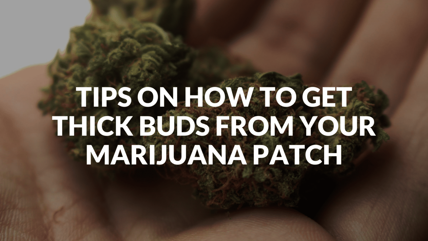 Tips On How To Get Thick Buds From Your Marijuana Patch