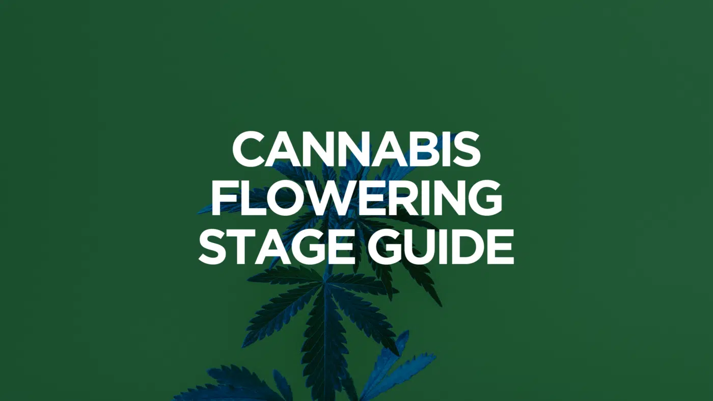 Cannabis Flowering Stage Guide