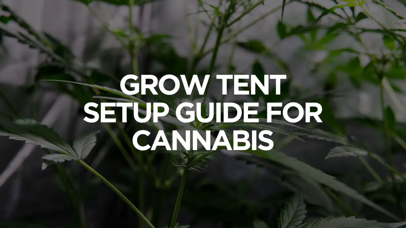 Grow Tent Setup Guide For Cannabis