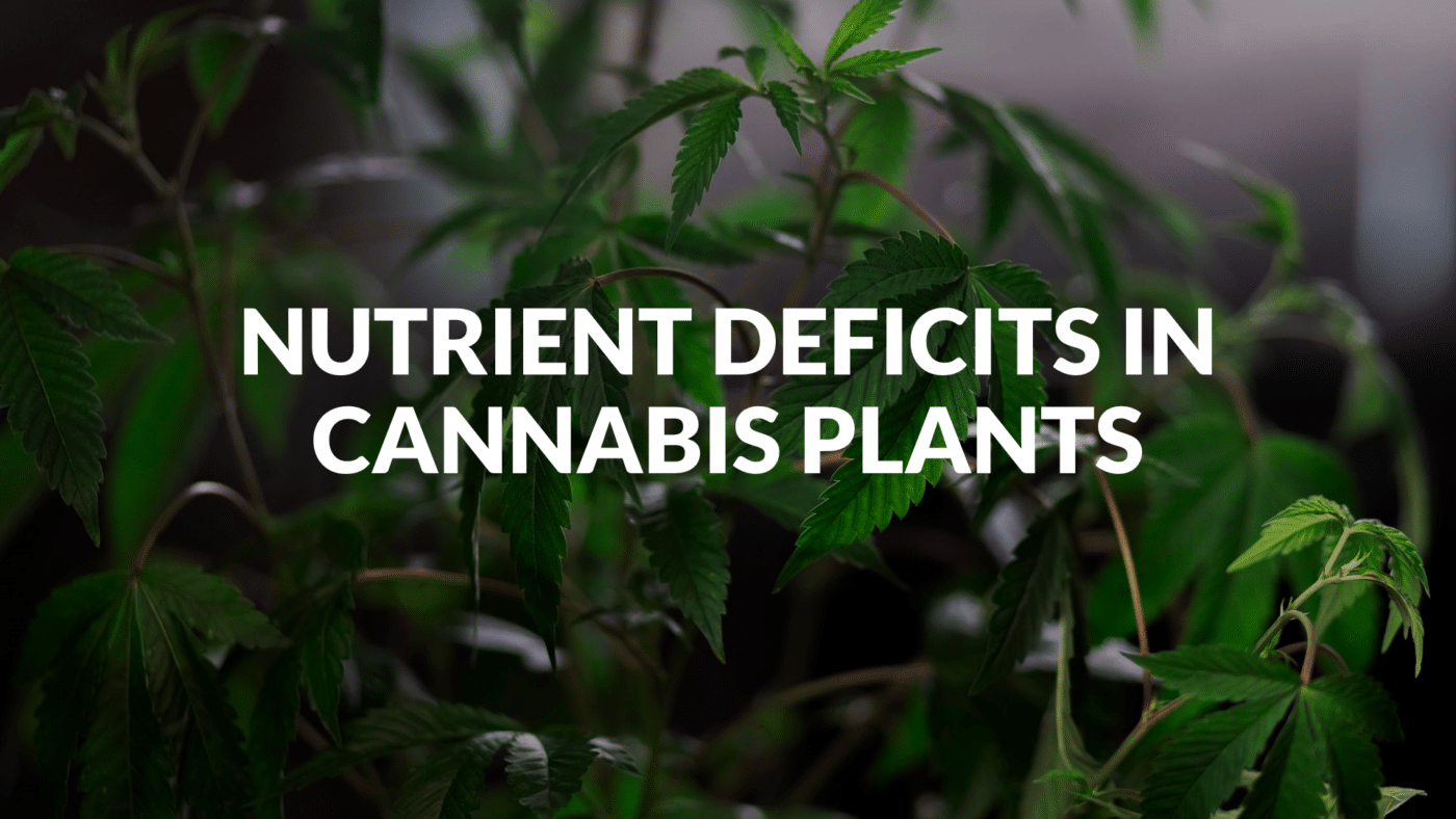 Nutrient Deficits In Cannabis Plants