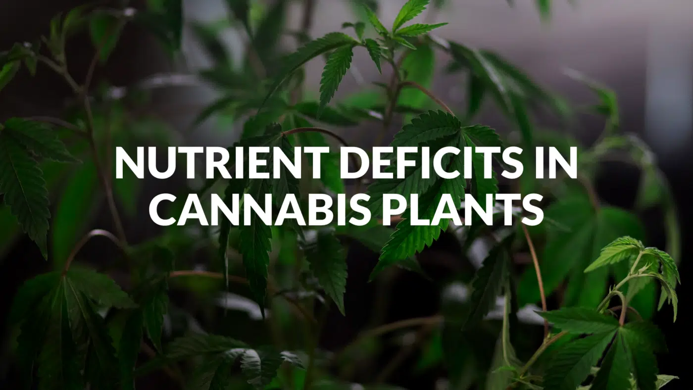 Nutrient Deficits In Cannabis Plants Nutrient Deficits In Cannabis Plants