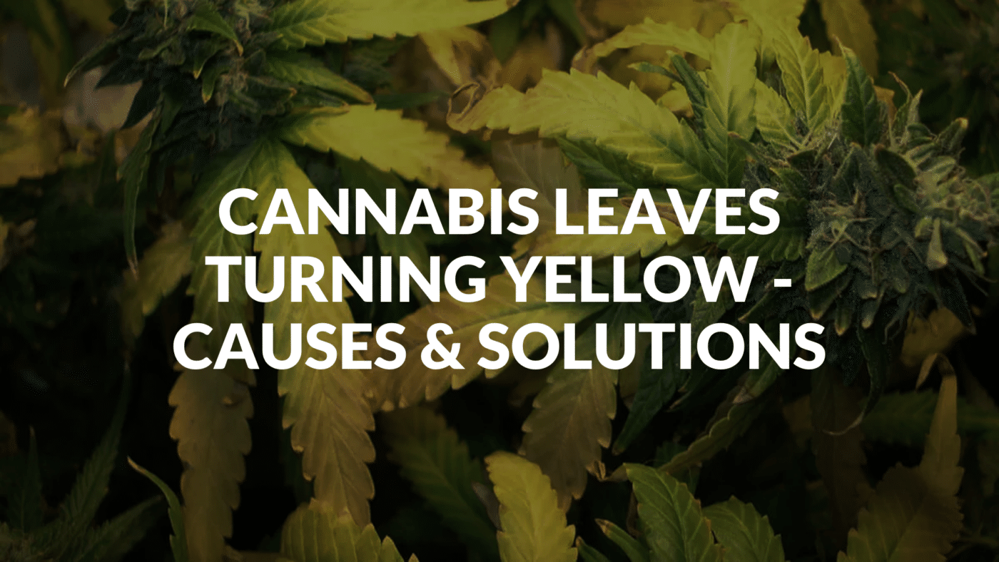 Cannabis Leaves Turning Yellow - Causes &Amp; Solutions